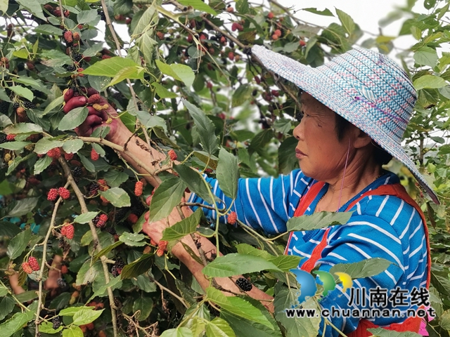 泸县福集镇：小小桑葚果， 甜甜致富味(图2)