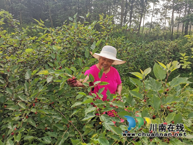 泸县福集镇：小小桑葚果， 甜甜致富味(图3)