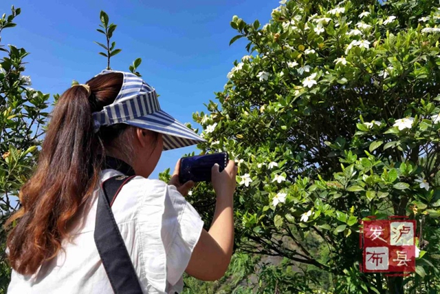 泸州又上央视啦！千亩栀子花盛放，展现乡村大美风光(图6)