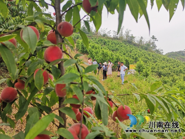 泸县牛滩镇：小小桃子助农大增收(图1)