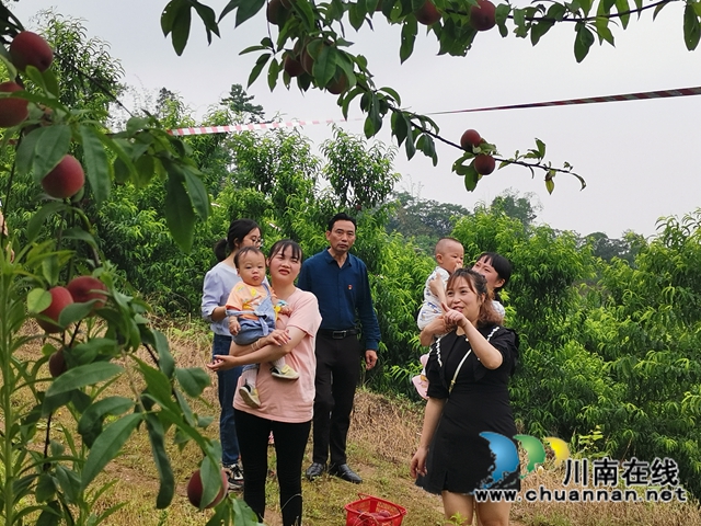 泸县牛滩镇：小小桃子助农大增收(图3)