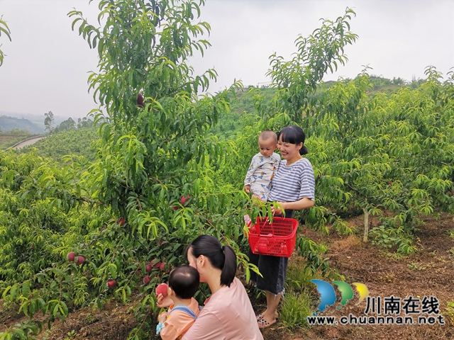 泸县牛滩镇：小小桃子助农大增收(图4)
