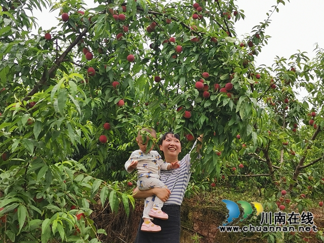 泸县牛滩镇：小小桃子助农大增收(图2)