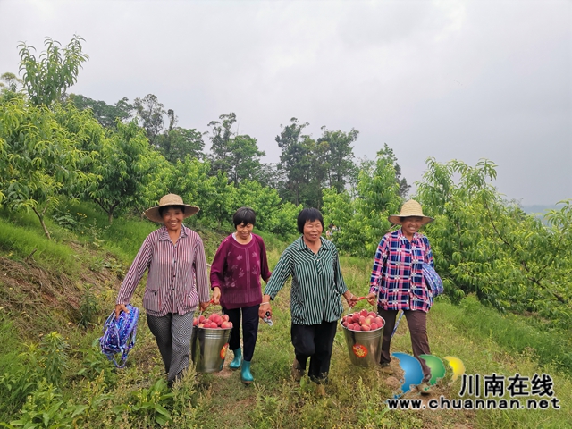 泸县牛滩镇：小小桃子助农大增收(图5)