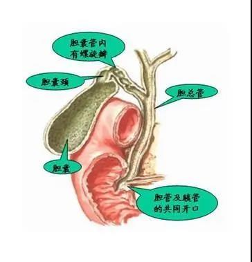 【警惕】小伙聚餐后，腹部突然剧痛！竟是……(图4)