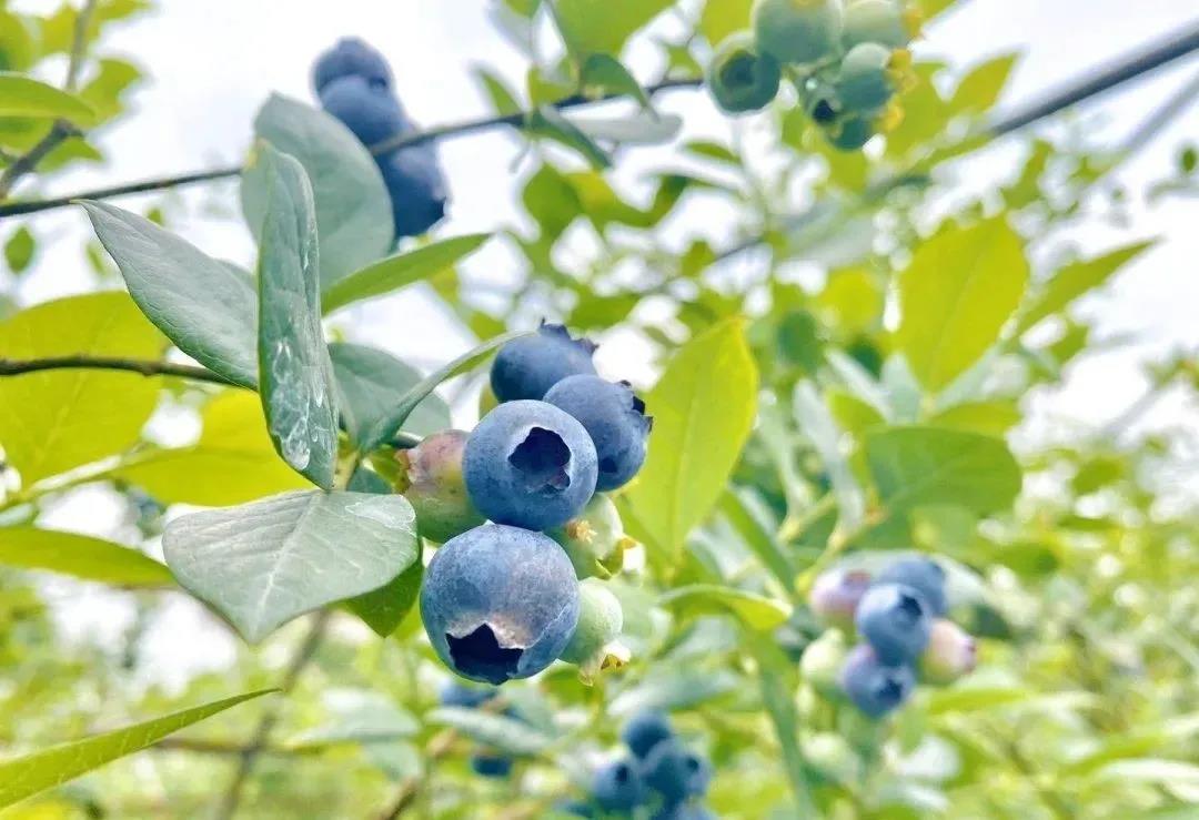 高甜预警！泸州近郊最新采摘攻略上线(图2)