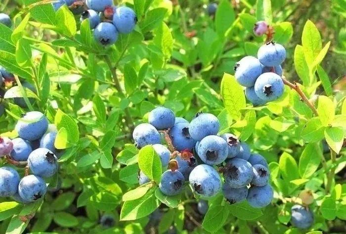 高甜预警！泸州近郊最新采摘攻略上线(图1)