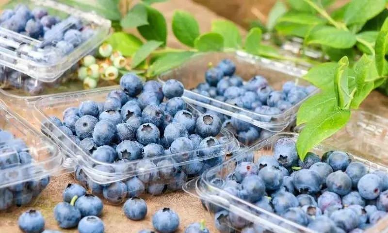 高甜预警！泸州近郊最新采摘攻略上线(图3)