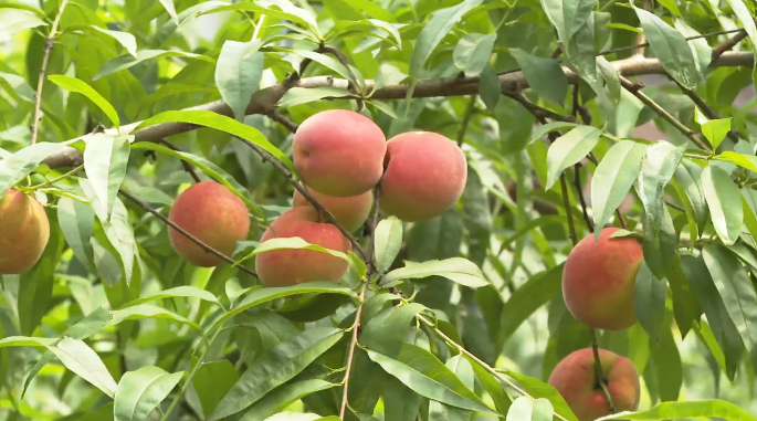 高甜预警！泸州近郊最新采摘攻略上线(图4)