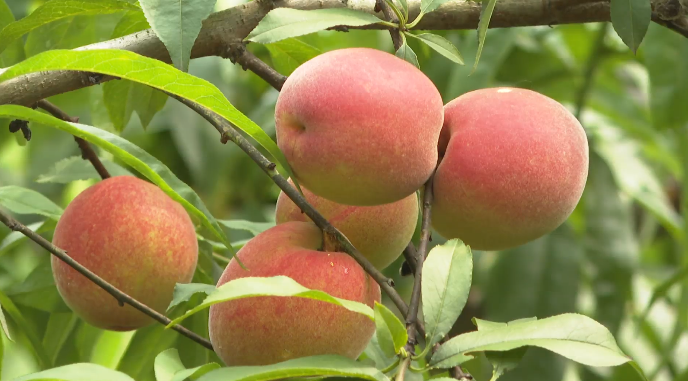 高甜预警！泸州近郊最新采摘攻略上线(图5)