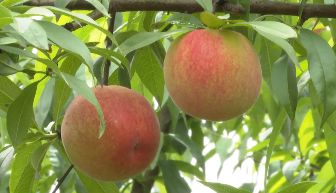 高甜预警！泸州近郊最新采摘攻略上线(图6)