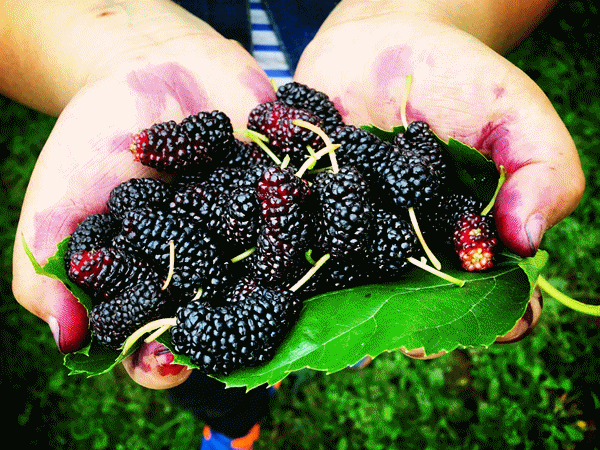 高甜预警！泸州近郊最新采摘攻略上线(图11)