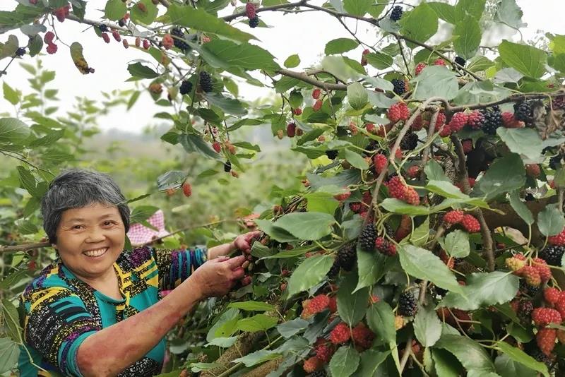 高甜预警！泸州近郊最新采摘攻略上线(图10)