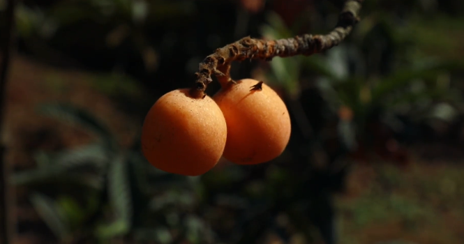 高甜预警！泸州近郊最新采摘攻略上线(图8)