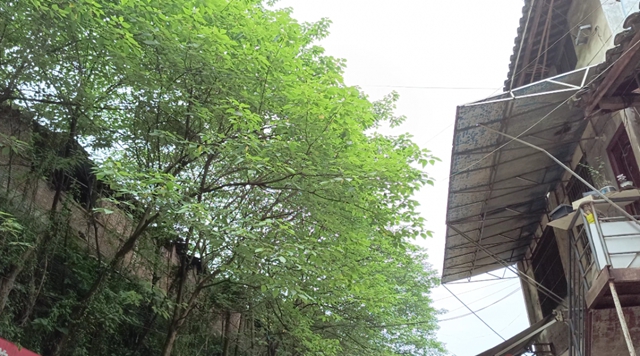 379户搬迁！宜宾这个古镇有大动作！(图1)