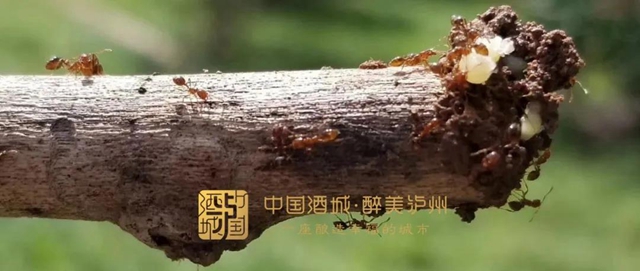 省上紧急提醒：红火蚁已入侵泸州这些地方，看到千万别上手摸！(图2)