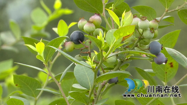 合江:“蓝”精灵“莓”好尽现(图1) 合江:“蓝”精灵“莓”好尽现(图1)