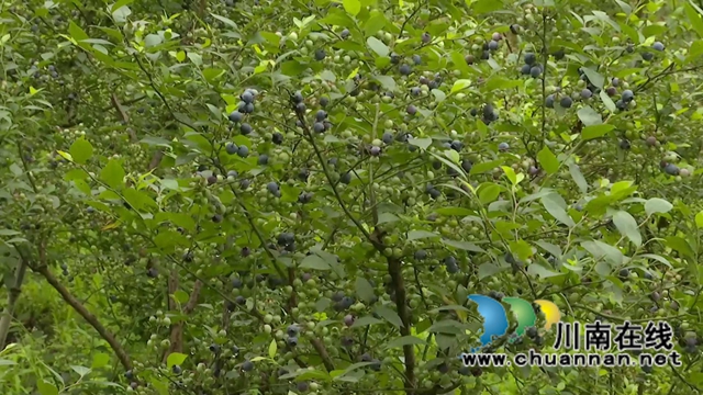 合江:“蓝”精灵“莓”好尽现(图5) 合江:“蓝”精灵“莓”好尽现(图5)