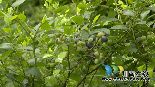 合江:“蓝”精灵“莓”好尽现(图2) 合江:“蓝”精灵“莓”好尽现(图2)