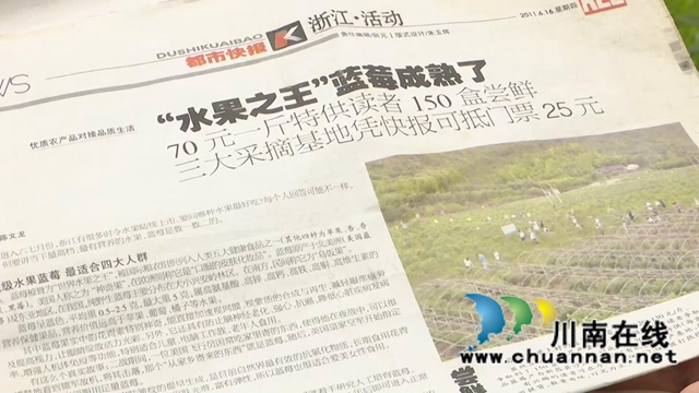 合江:“蓝”精灵“莓”好尽现(图8) 合江:“蓝”精灵“莓”好尽现(图8)