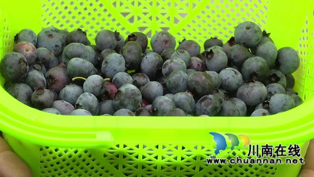 合江:“蓝”精灵“莓”好尽现(图7) 合江:“蓝”精灵“莓”好尽现(图7)