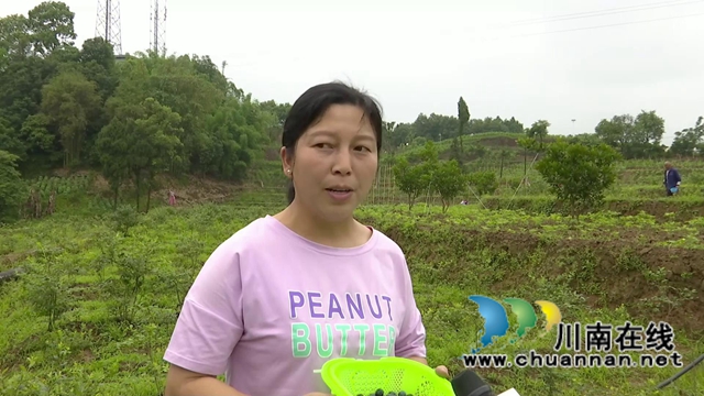 合江:“蓝”精灵“莓”好尽现(图12) 合江:“蓝”精灵“莓”好尽现(图12)