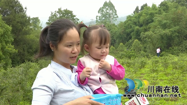 合江:“蓝”精灵“莓”好尽现(图10) 合江:“蓝”精灵“莓”好尽现(图10)