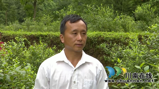 合江:“蓝”精灵“莓”好尽现(图9) 合江:“蓝”精灵“莓”好尽现(图9)