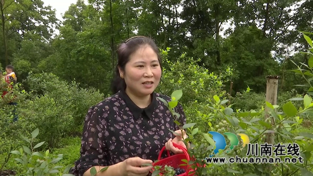 合江:“蓝”精灵“莓”好尽现(图11) 合江:“蓝”精灵“莓”好尽现(图11)