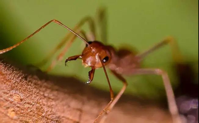 【紧急提醒】红火蚁已到达泸州这5个地方！有你吗？(图11)