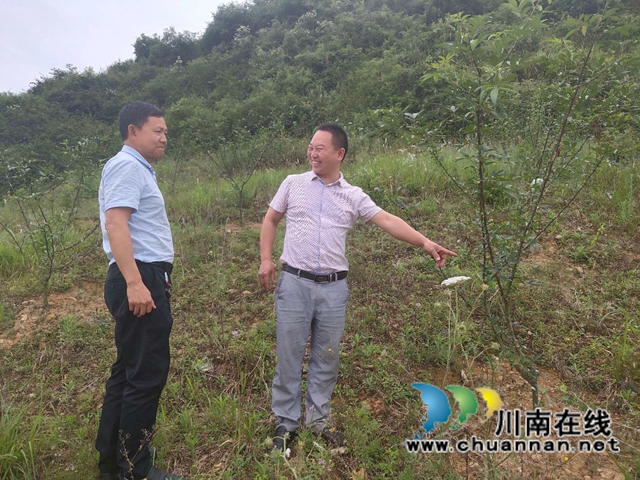 古蔺：乡贤心中的“椒园情”(图1)