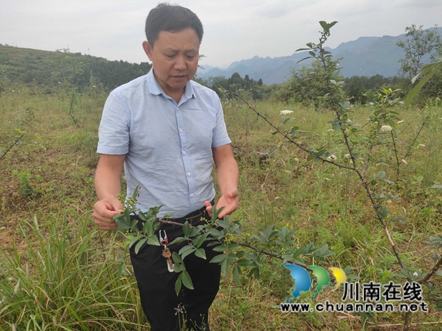 古蔺：乡贤心中的“椒园情”(图3)