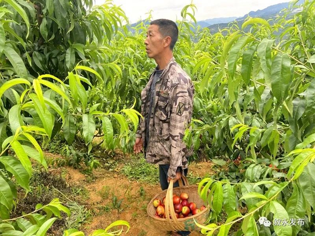 叙永赤水河油桃甜脆上市啦，尝鲜正当时！(图5)