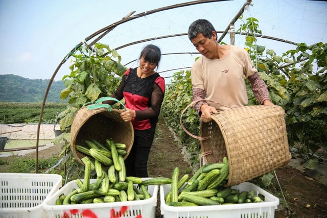 泸州：长江渔民退捕上岸后的日子过得怎样？一起来“回头看”(图1)