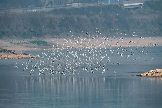 泸州市生态环境系统生物多样性保护主题摄影作品展播(图2)