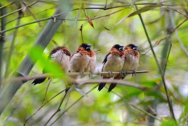 泸州市生态环境系统生物多样性保护主题摄影作品展播(图7)