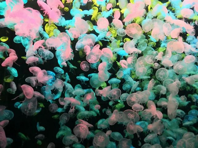 泸州市生态环境系统生物多样性保护主题摄影作品展播(图8)