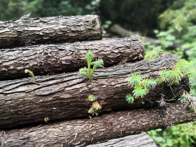 泸州市生态环境系统生物多样性保护主题摄影作品展播(图12)