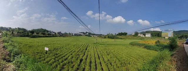 “杂交水稻之父”走了，生前关注富顺再生稻发展(图2)