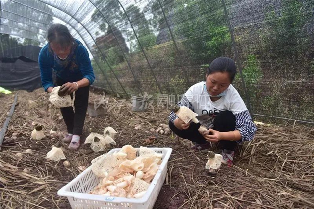 抢“鲜”上市！内江这里的“白裙仙子”太惹人喜欢了！(图2)