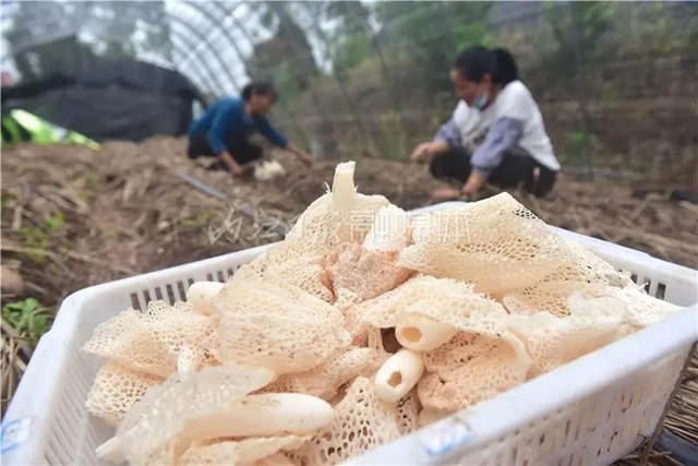 抢“鲜”上市！内江这里的“白裙仙子”太惹人喜欢了！(图3)