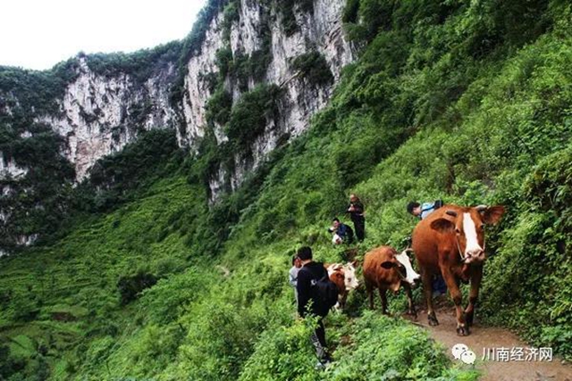 纪录片《航拍赤水河》摄制组“天坑”深处就午餐(图6) 纪录片《航拍赤水河》摄制组“天坑”深处就午餐(图6)