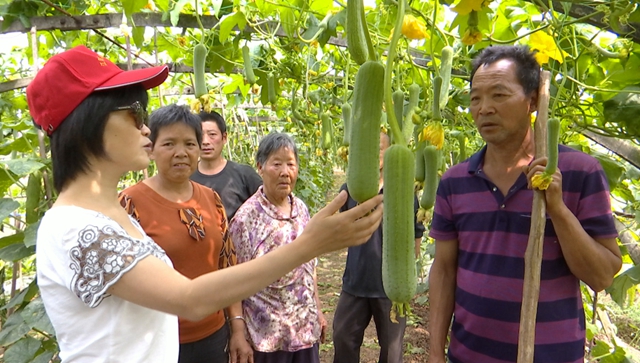 华阳街道西岸村：科技特派员支招，百亩丝瓜满枝头(图2)
