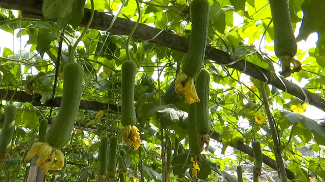 华阳街道西岸村：科技特派员支招，百亩丝瓜满枝头(图6)