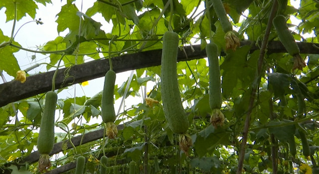 华阳街道西岸村：科技特派员支招，百亩丝瓜满枝头(图5)