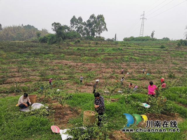 鲜销价格高　泸县青花椒助农增收(图5)