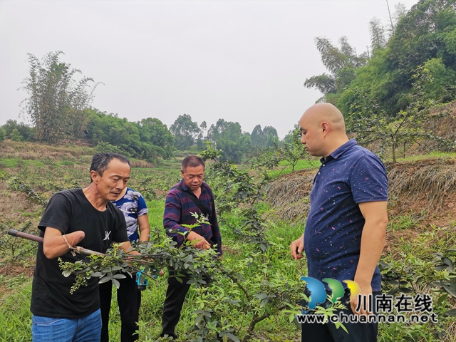 鲜销价格高　泸县青花椒助农增收(图6)