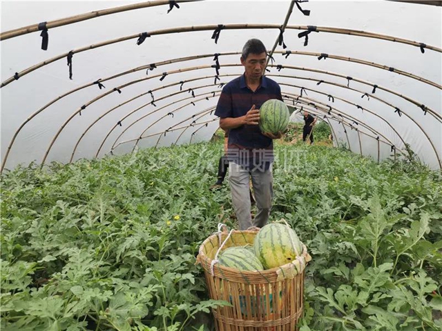 帮帮我！内江瓜农求助：再有四五天，地里三万斤西瓜就要烂了......(图1)