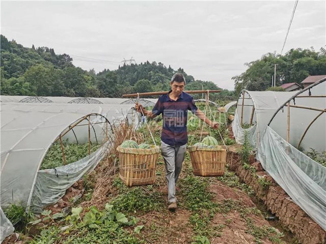 帮帮我！内江瓜农求助：再有四五天，地里三万斤西瓜就要烂了......(图2)