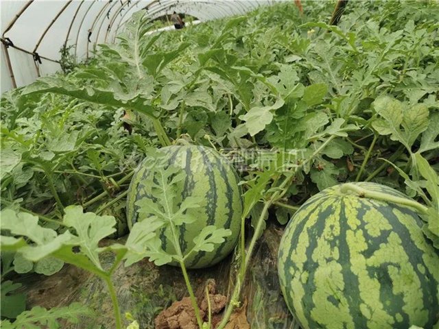 帮帮我！内江瓜农求助：再有四五天，地里三万斤西瓜就要烂了......(图5)